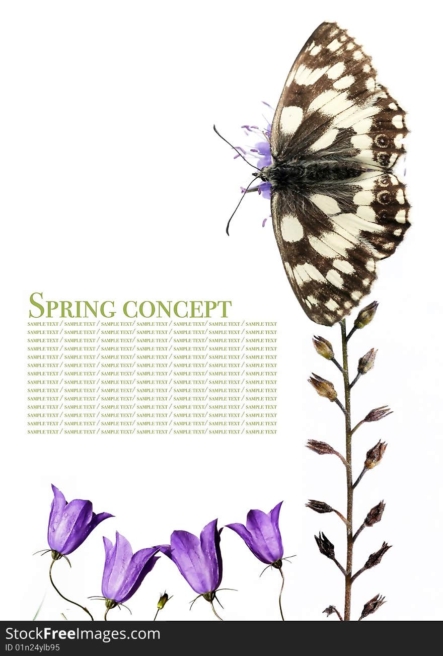 Spring concept. butterfly and flora against white background.