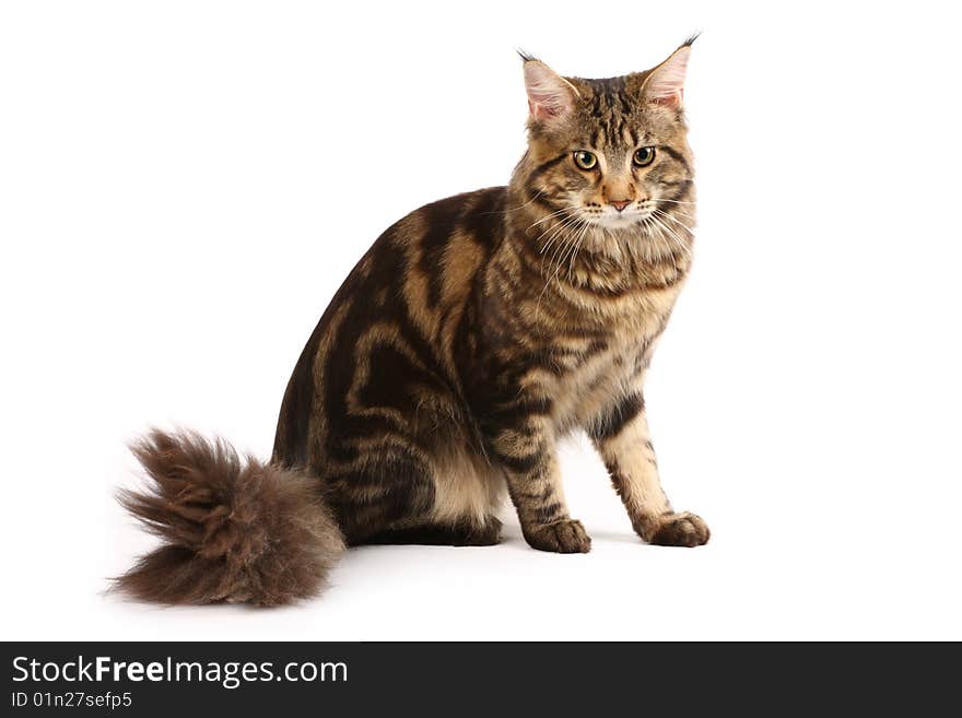 Maine-coon cat