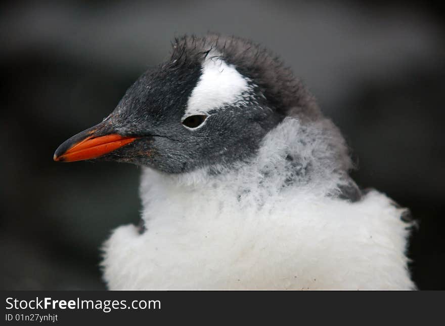 Gentoo penguin standing and posing for portrait.