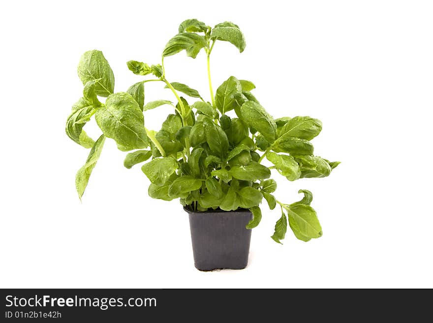 Basil