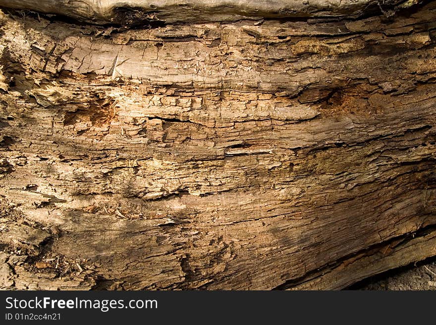 Old tree on the natural forest. Old tree on the natural forest