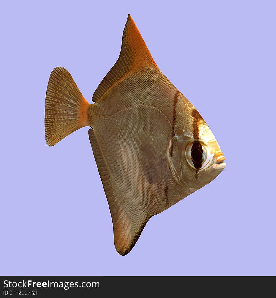 Malay Angel Fish in water With Clipping Path