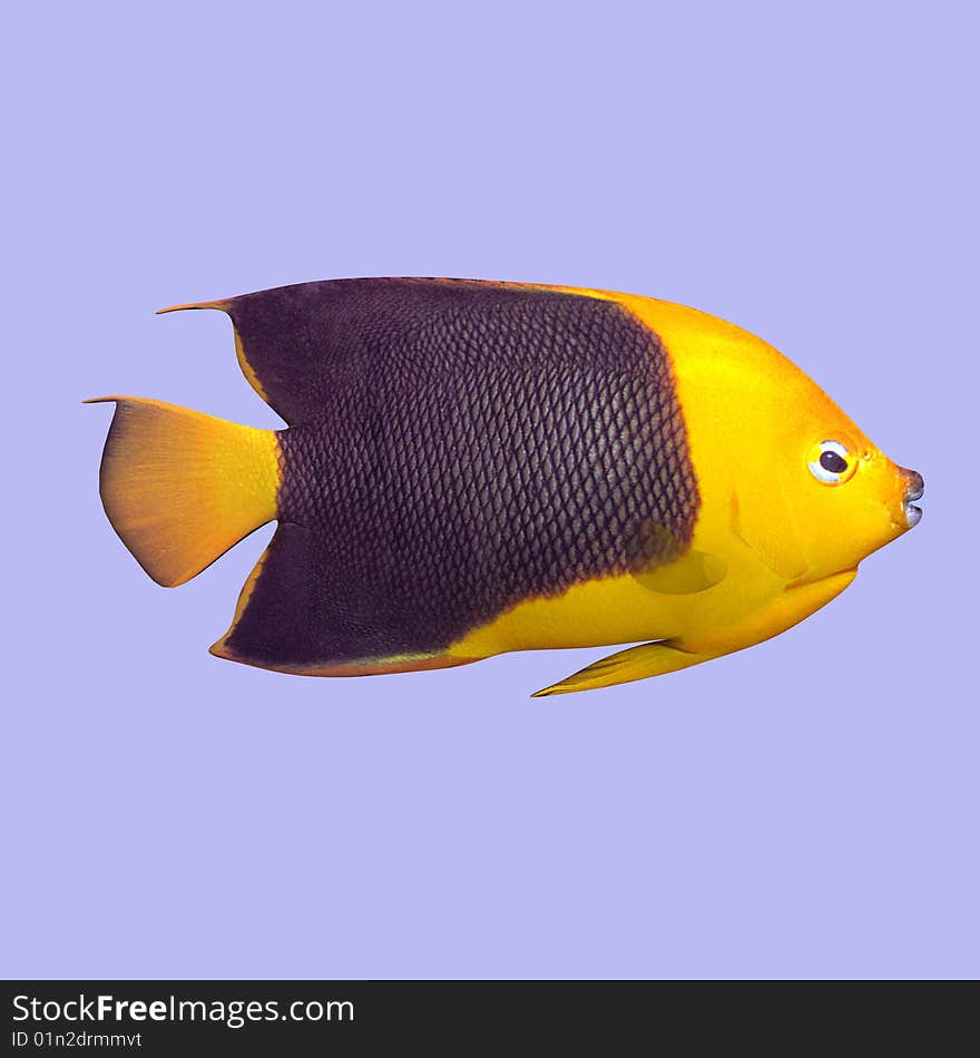 Rock Beauty Fish in water With Clipping Path