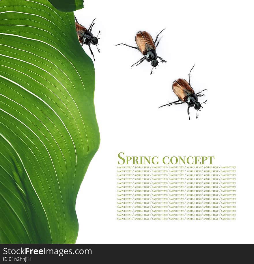 Spring concept. flora and beetles against white background.