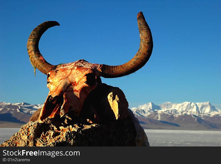 Yak Horn