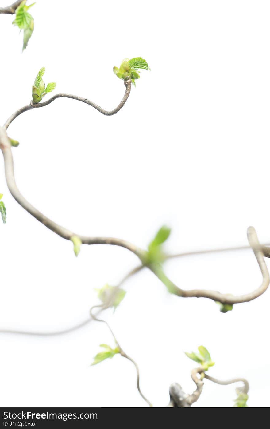 Spring concept. gnarly branches with young leaves against white background (shallow depth of field)