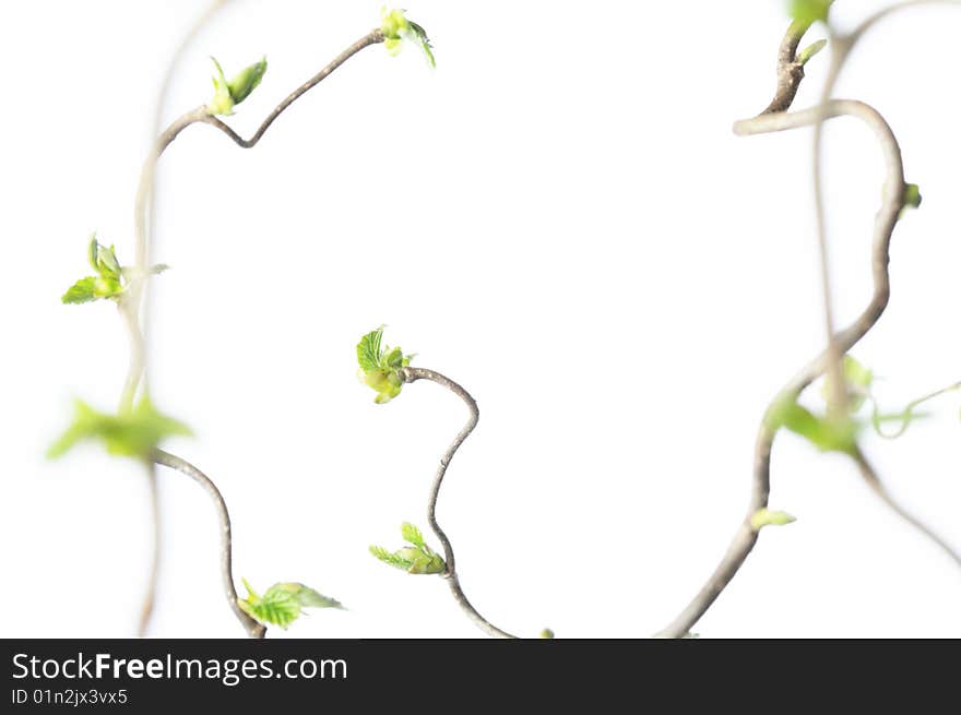 Spring concept. gnarly branches with young leaves against white background (shallow depth of field)