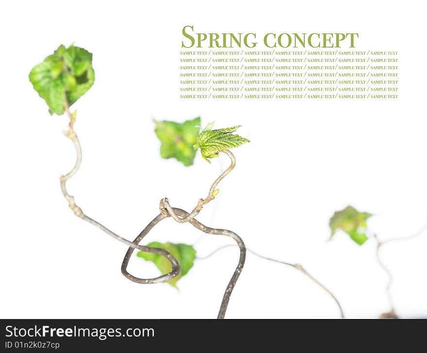 Spring concept. gnarly branches with young leaves against white background (shallow depth of field)