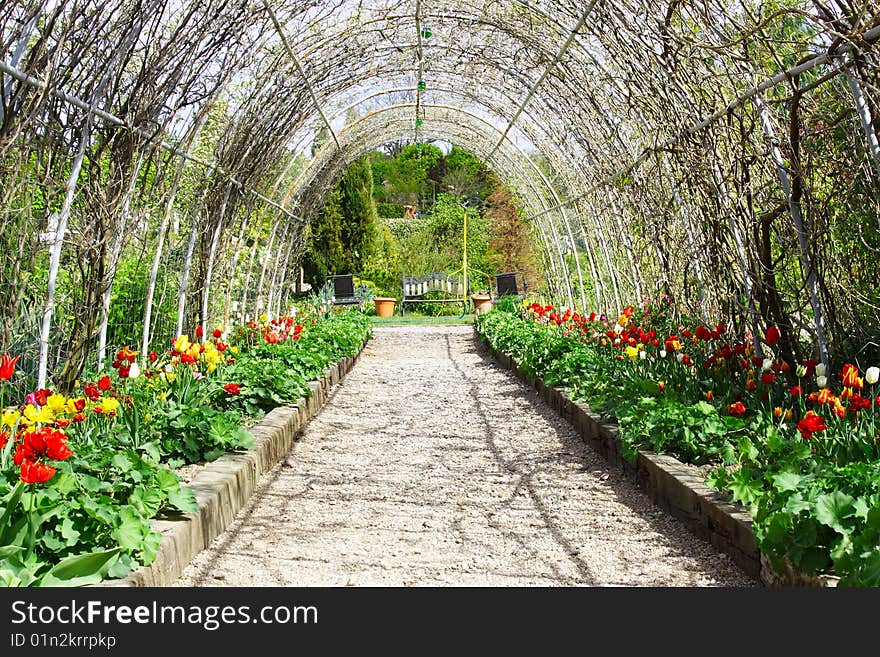 Lots of beautiful tulips In the Garden. Lots of beautiful tulips In the Garden