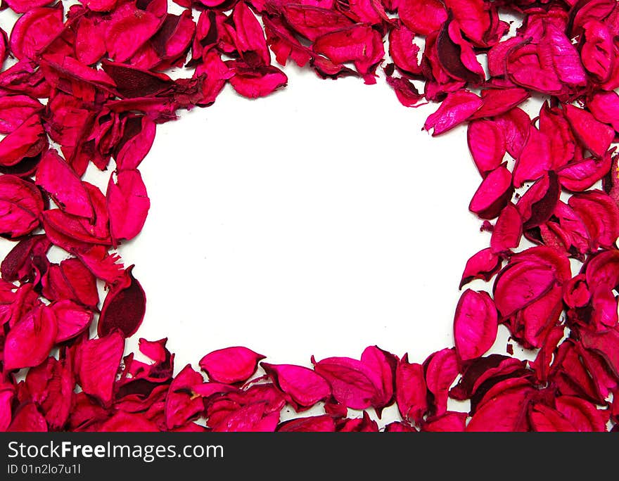 Beautiful red roses on a white background. Beautiful red roses on a white background