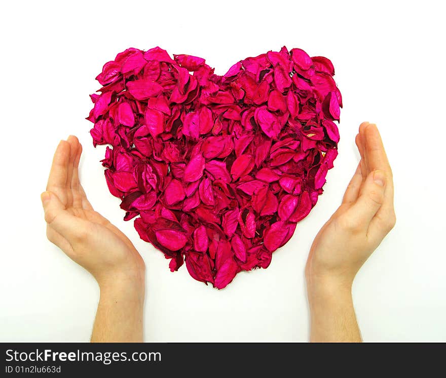 Women Hands on Color Rose Petals