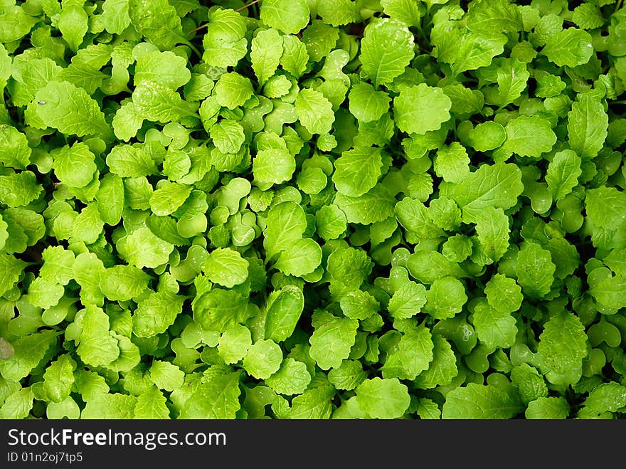 Chinese cabbage