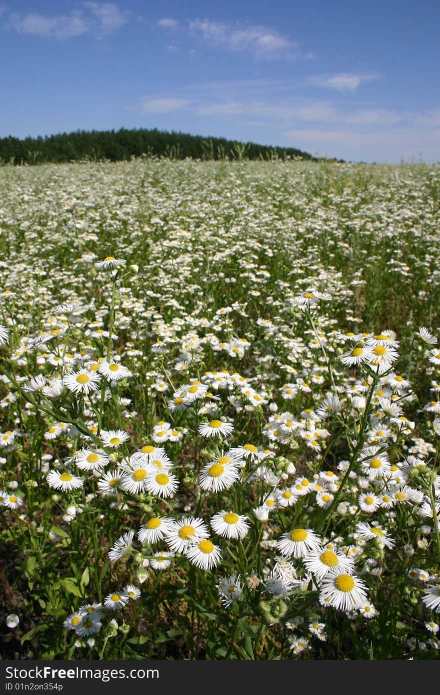 Fine summer kind of a colorful lawn with white flowers growing on a background of  blue sky. Fine summer kind of a colorful lawn with white flowers growing on a background of  blue sky