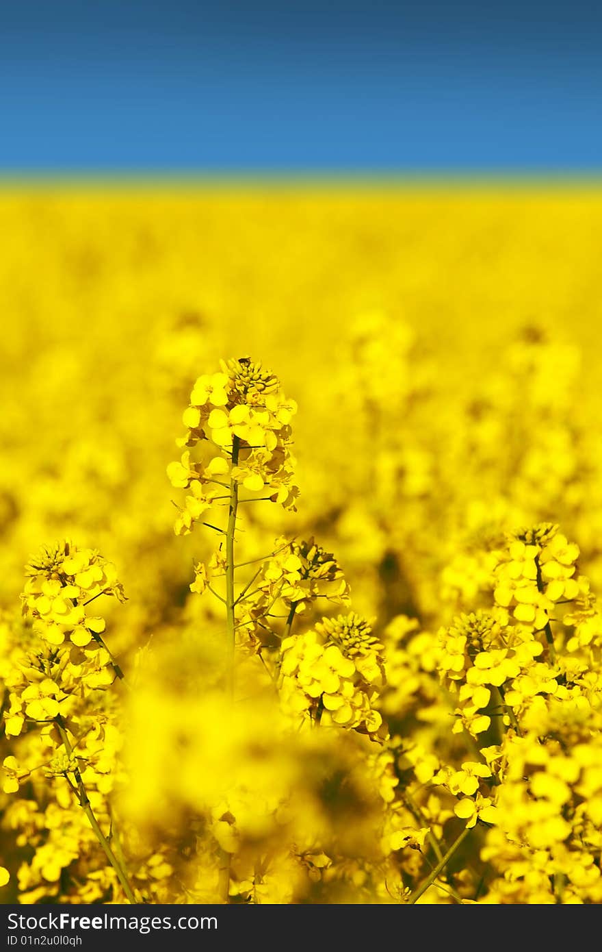 Rape field