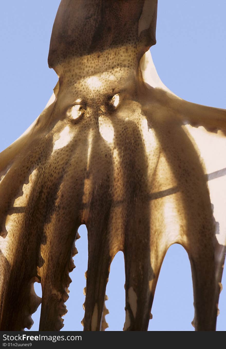 Japanese octopus drying