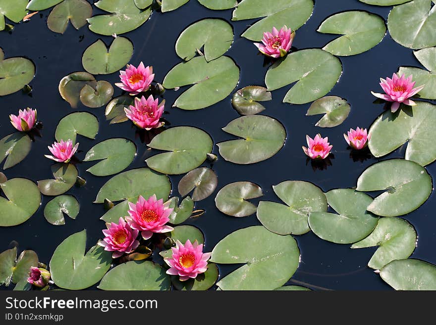 Water lilies in a pond