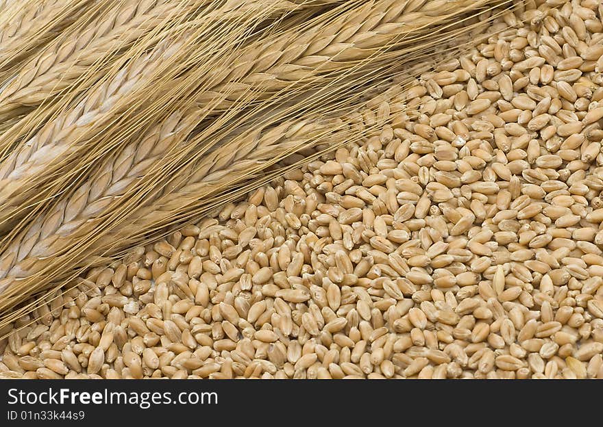 Mature ears about wheat grain