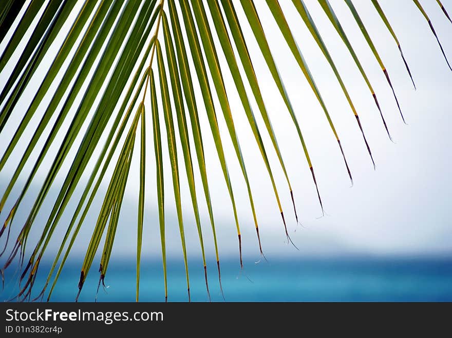 Palm looking over sea in the caribbean