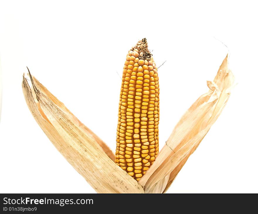 Corn cob photography studio with white background