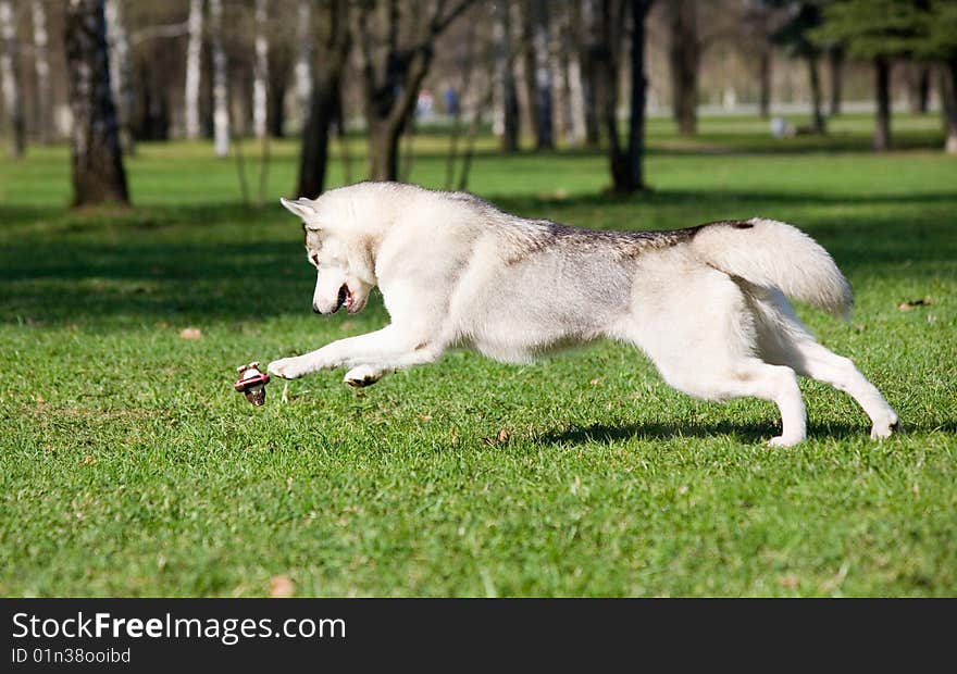 Husky playing with ball in park. Husky playing with ball in park