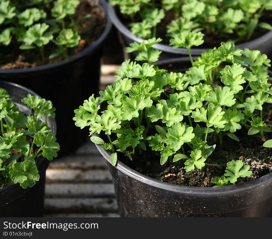 Greenhouse,young Plants Garden Parsley