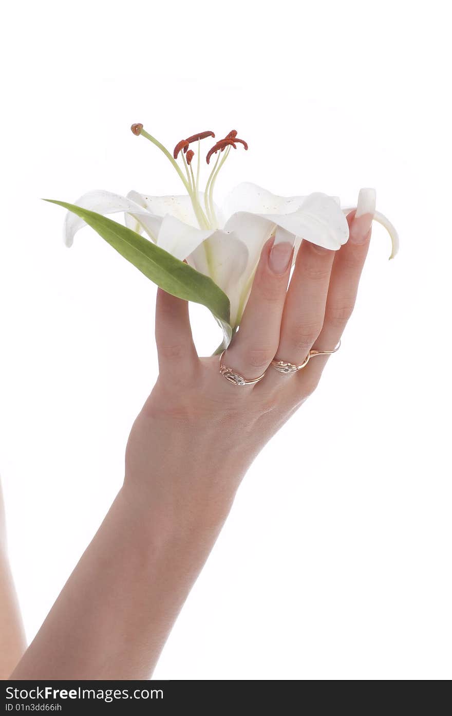 Woman's hand with flowers on white