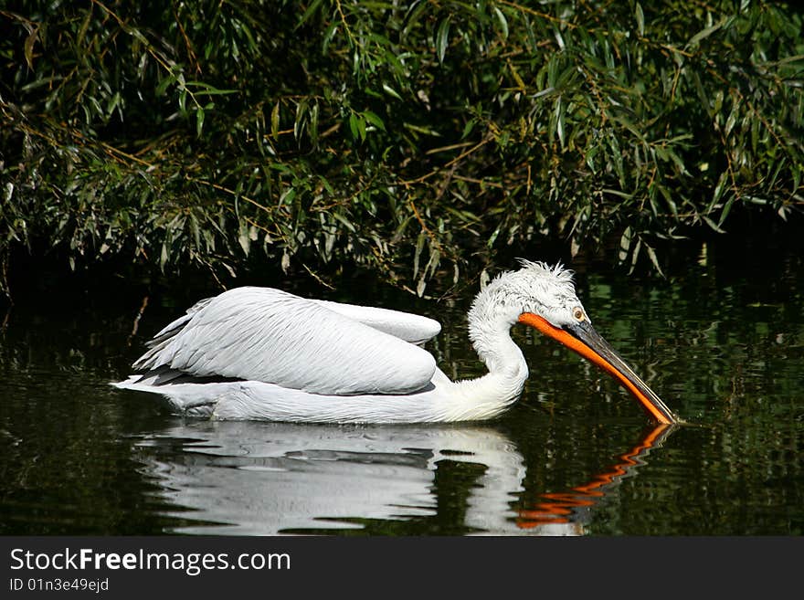 Pelican on water white bird