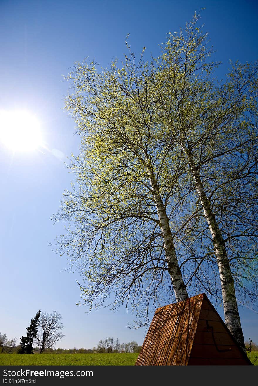 Spring landscape. Green tree, sunny sky, green field. Spring landscape. Green tree, sunny sky, green field