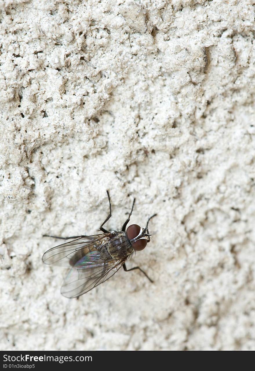 Macro shot of fly on the concrete wall