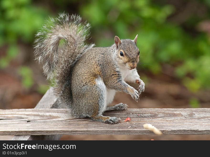 Squirrel eating peanut sitting on a piece of wood