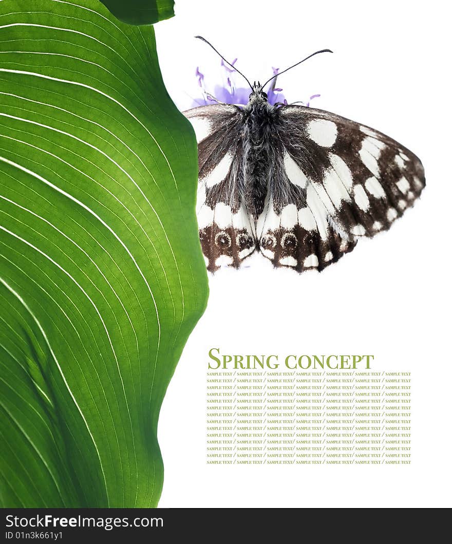 Spring concept. butterfly and flora against white background.