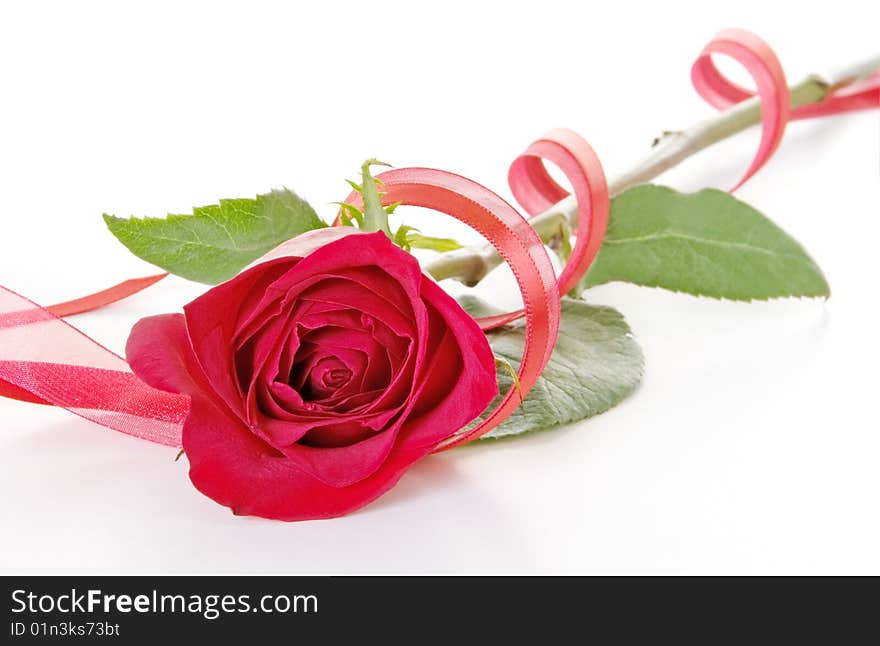 Red Rose With Ribbon