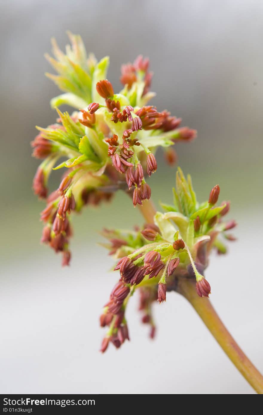 Blossom Cluster