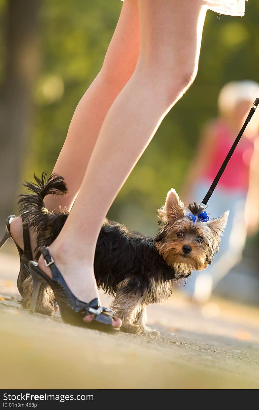 Woman With Tiny Terrier