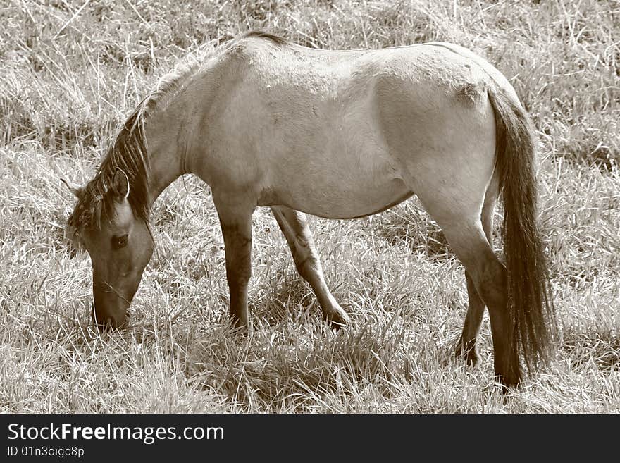 A horse in sepia grazing