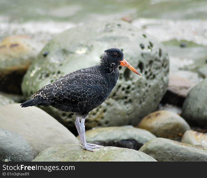 Baby Variable (Black) Oystercatcher, Haematopus unicolor, on a rocky ocean beach in New Zealand. Baby Variable (Black) Oystercatcher, Haematopus unicolor, on a rocky ocean beach in New Zealand