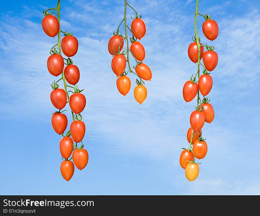 Tomato bunches on sky background