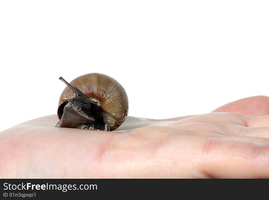 Snail in palm isolated on white