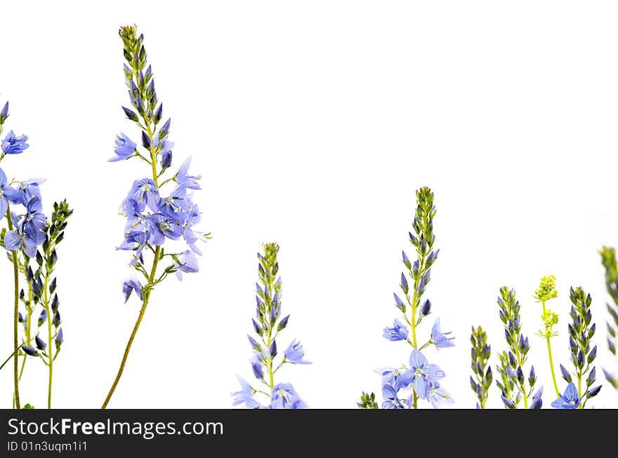 Flora against white background