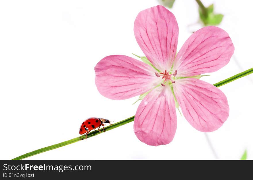 Summer concept. flora and ladybird against white background.