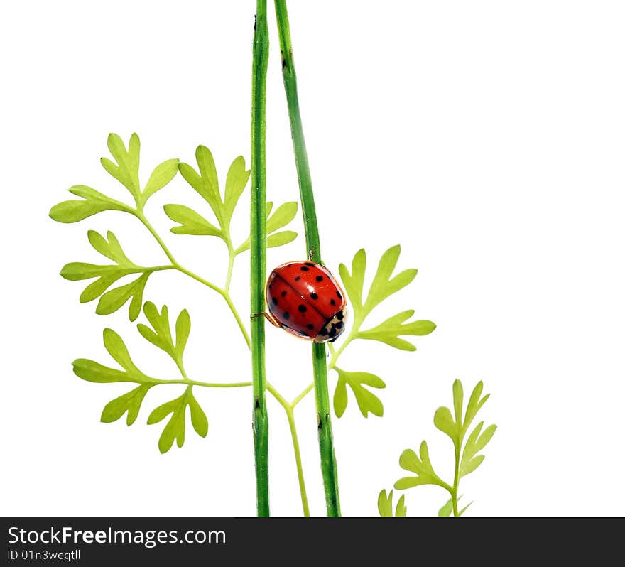 Summer concept. flora and ladybird against white background.