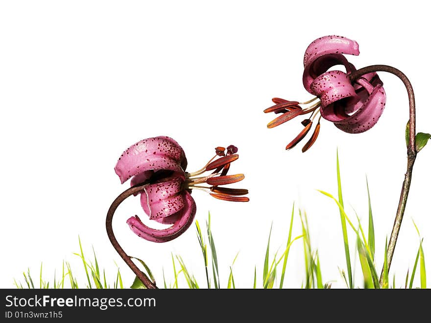 Lilies against white background