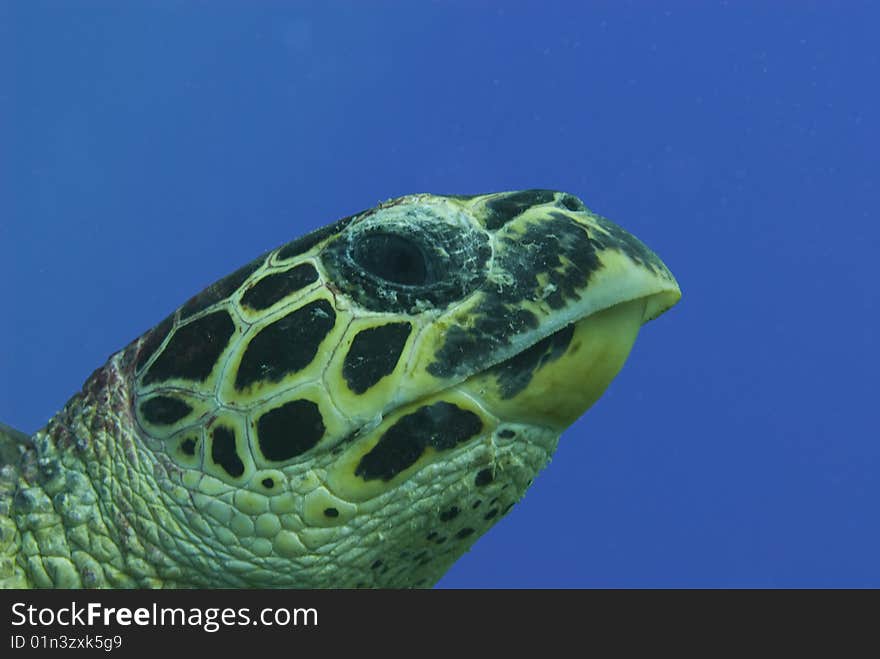 Hawksbill Sea Turtle on blue background