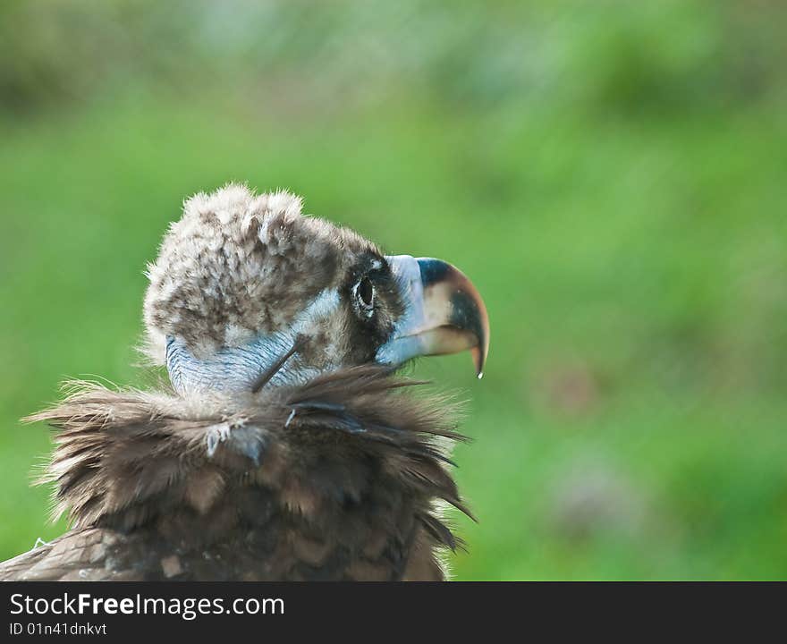 Photo condor close up on an abstract background