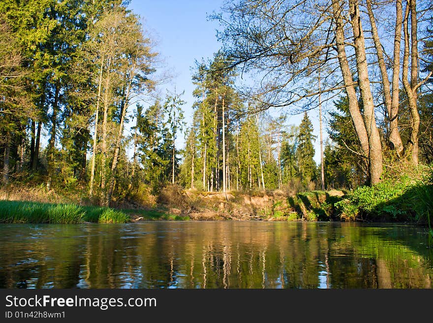 River In Forest