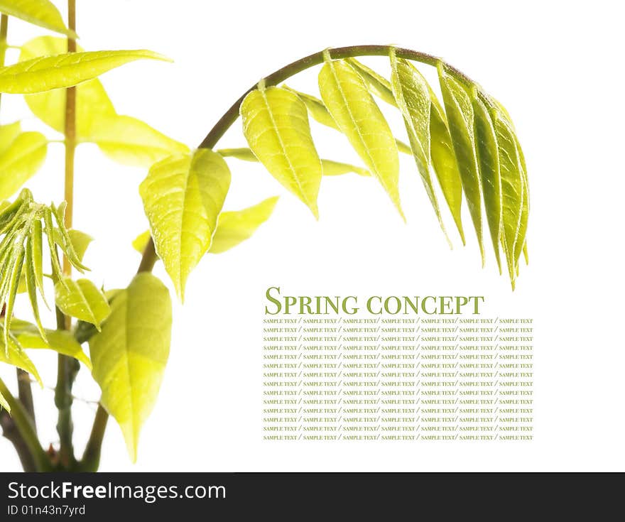 Young green leaves against white background. useful design element