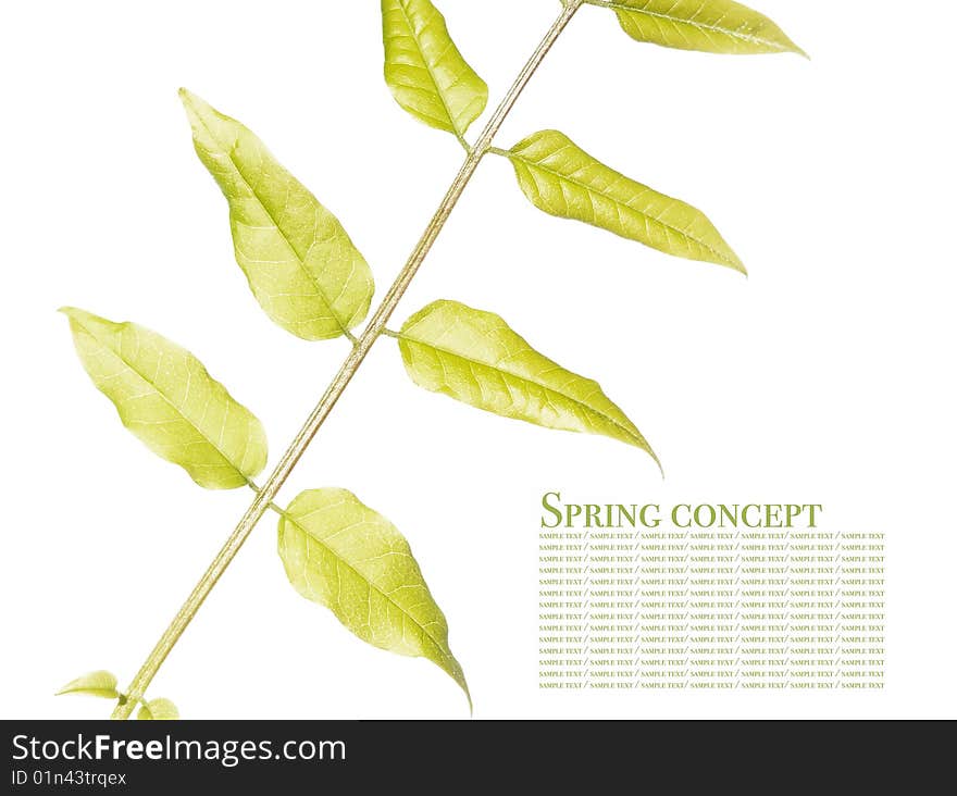 Green leaves against white background. useful design element.