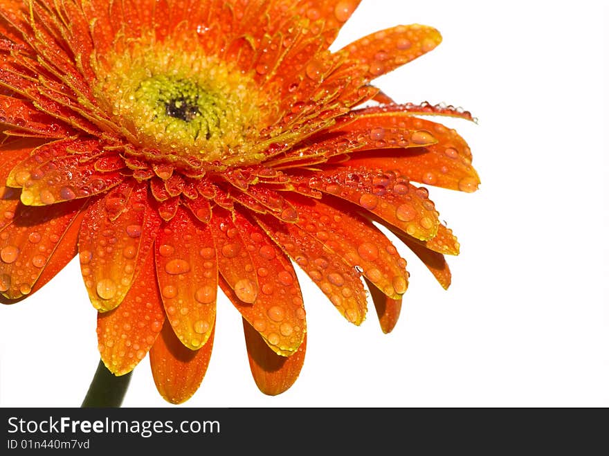 Beautiful flower on a natural white background. Beautiful flower on a natural white background