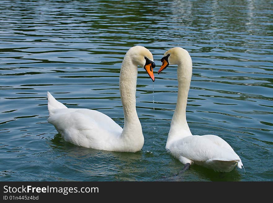 Two Swans In Love