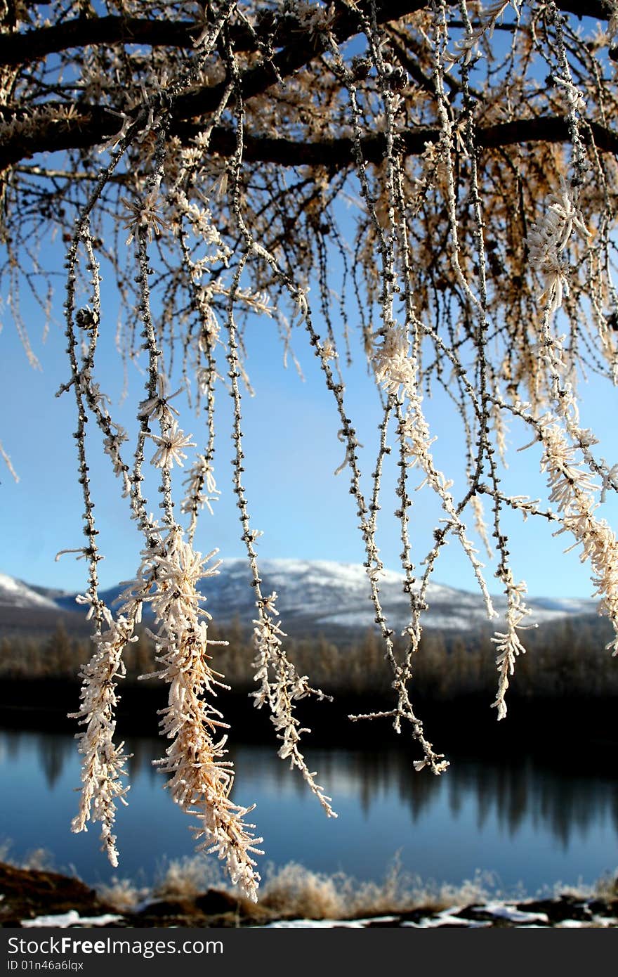 Tree Branches Covered With Hoarfrost